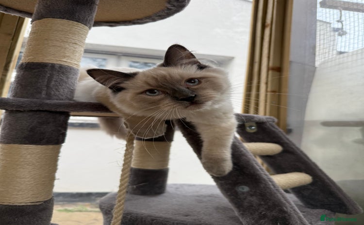 Ragdoll cats - Advert 3