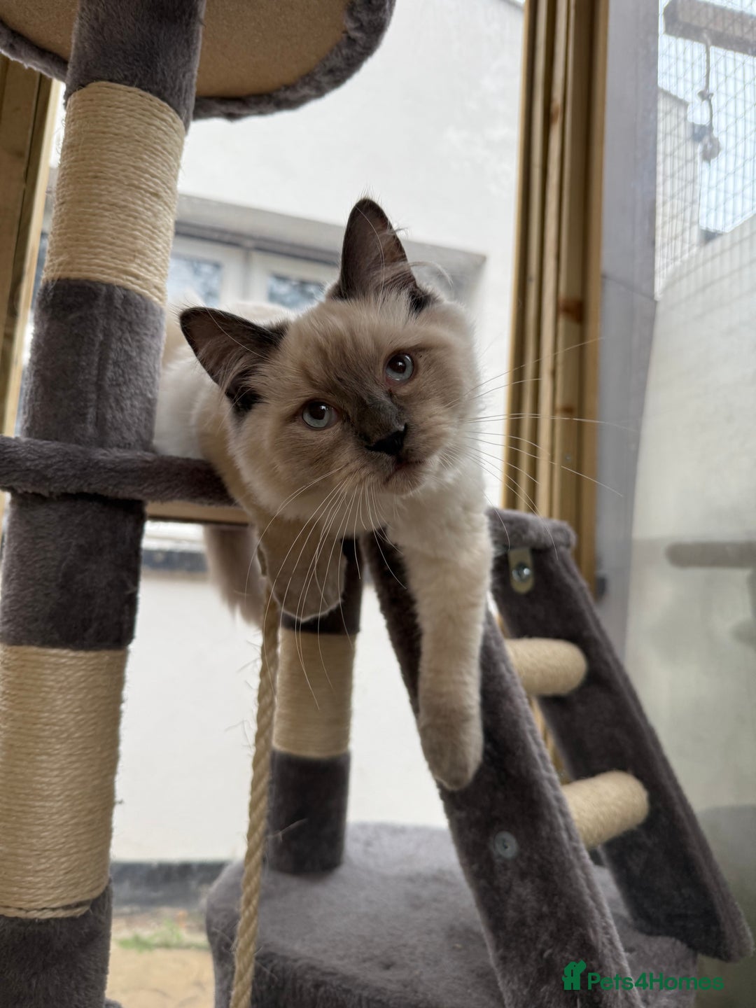 Ragdoll cats for sale: Beautiful friends ragdoll male and Bengal female  - Image 1