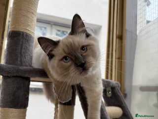 Ragdoll cats - Advert 24
