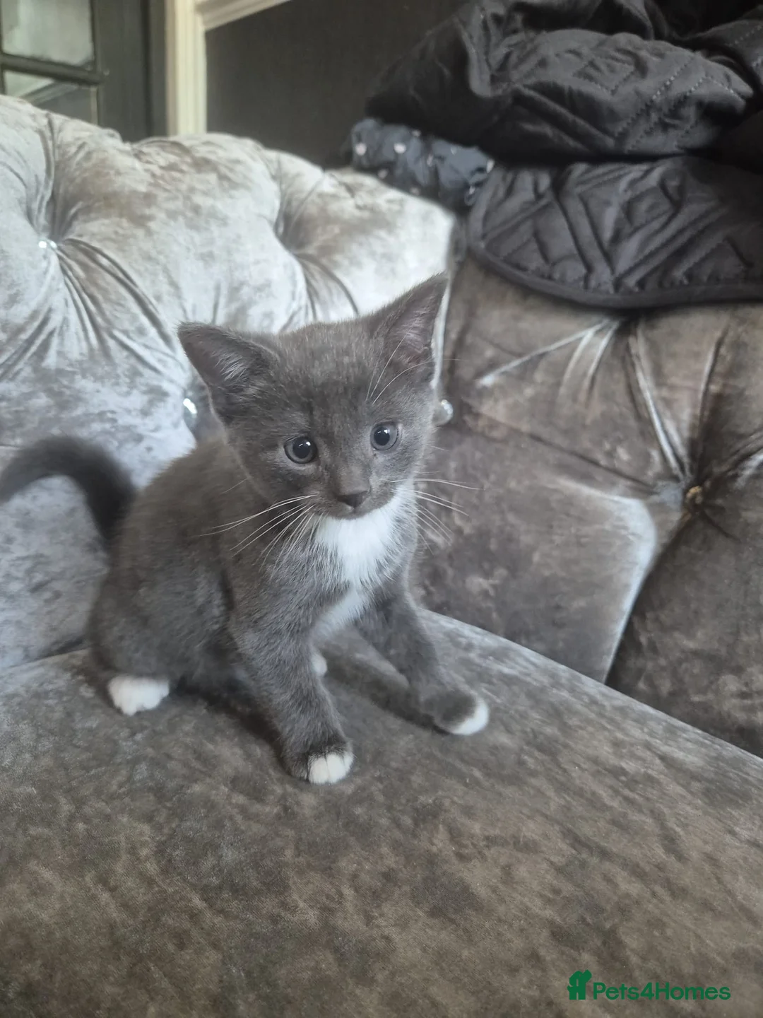 Mixed Breed cats for sale: Kittens for sale  in London - Advert 9