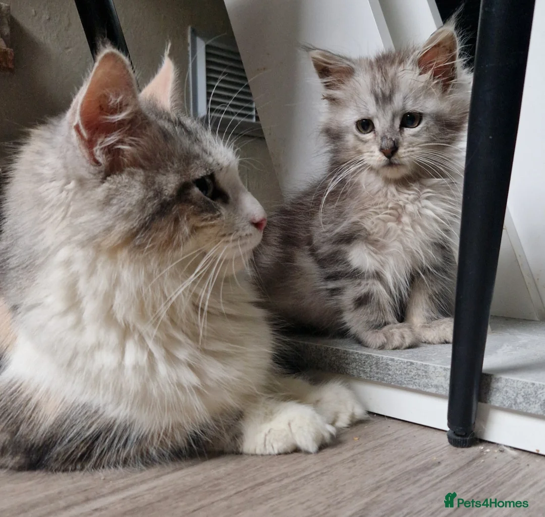 Mixed Breed cats for sale: Last boy mix Mainecoon - Advert 1