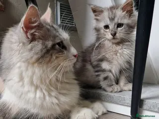 Mixed Breed cats Last boy mix Mainecoon - Advert 1