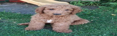 Mixed Breed Puppy 2