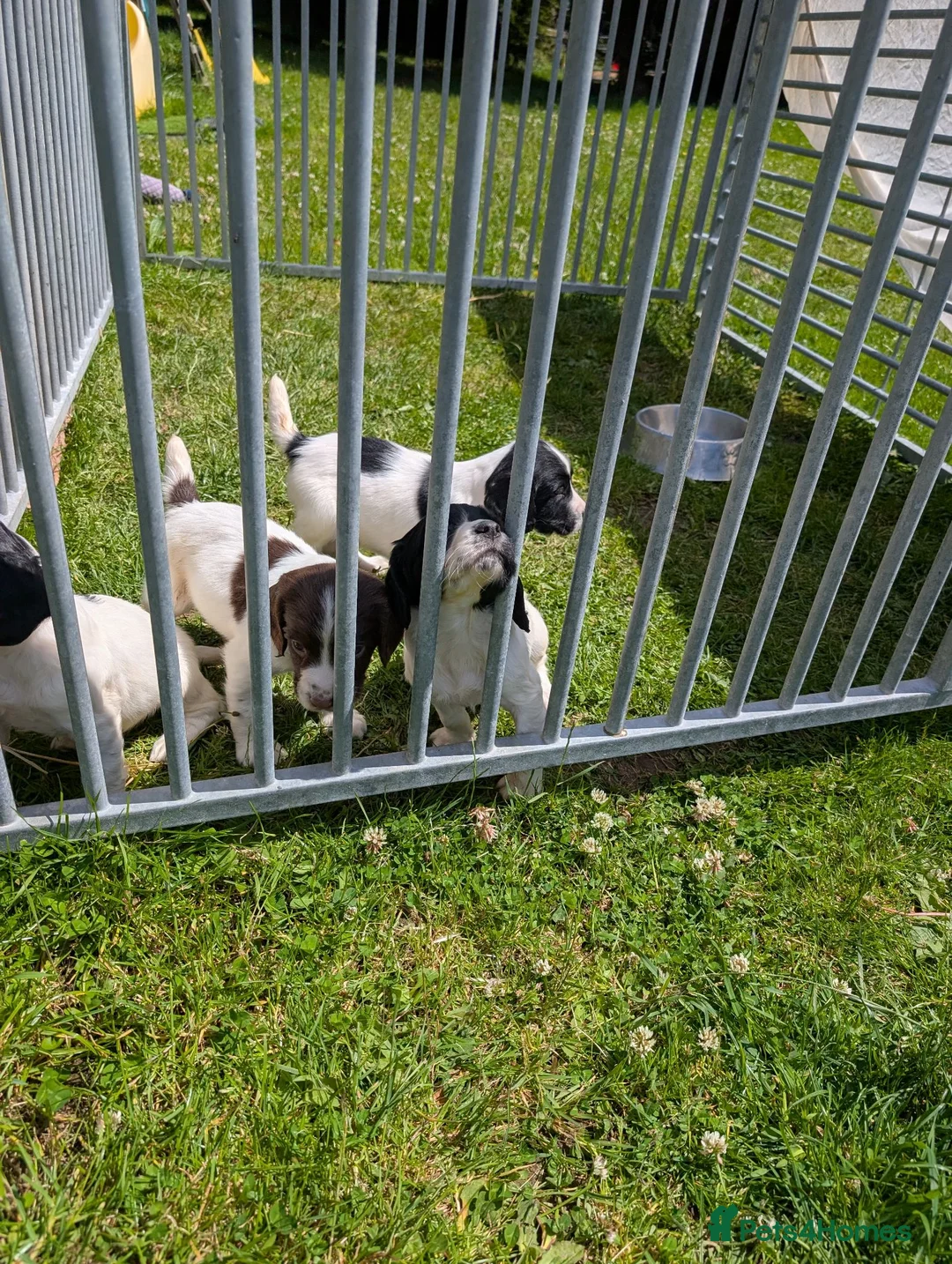 English Springer Spaniel dogs for sale: Beautiful Springer Spaniel pups - Advert 9