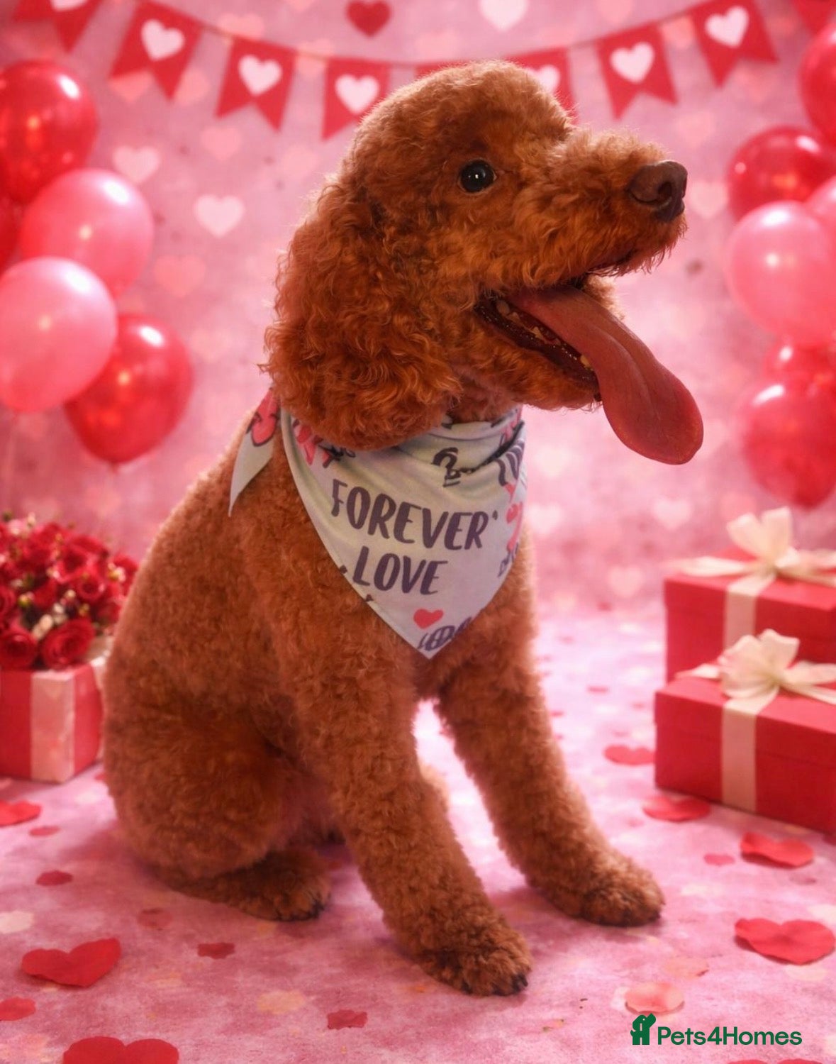 Cockapoo dogs for stud: 🐾 Proven Deep Red F1b Cockapoo Stud Available 🐾 - Advert 6