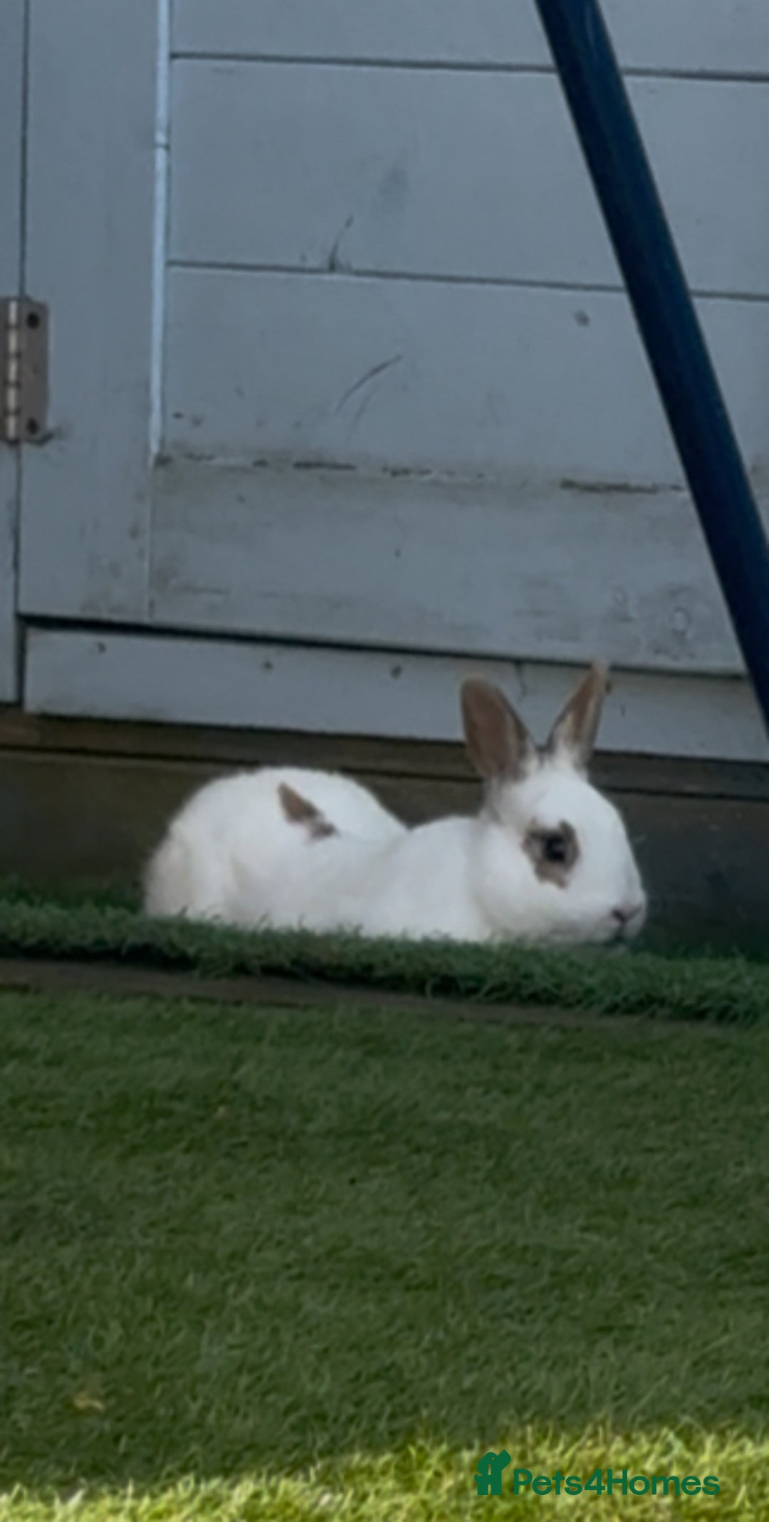 Mixed Breed rabbits for sale: Rabbits for sell. - Image 16