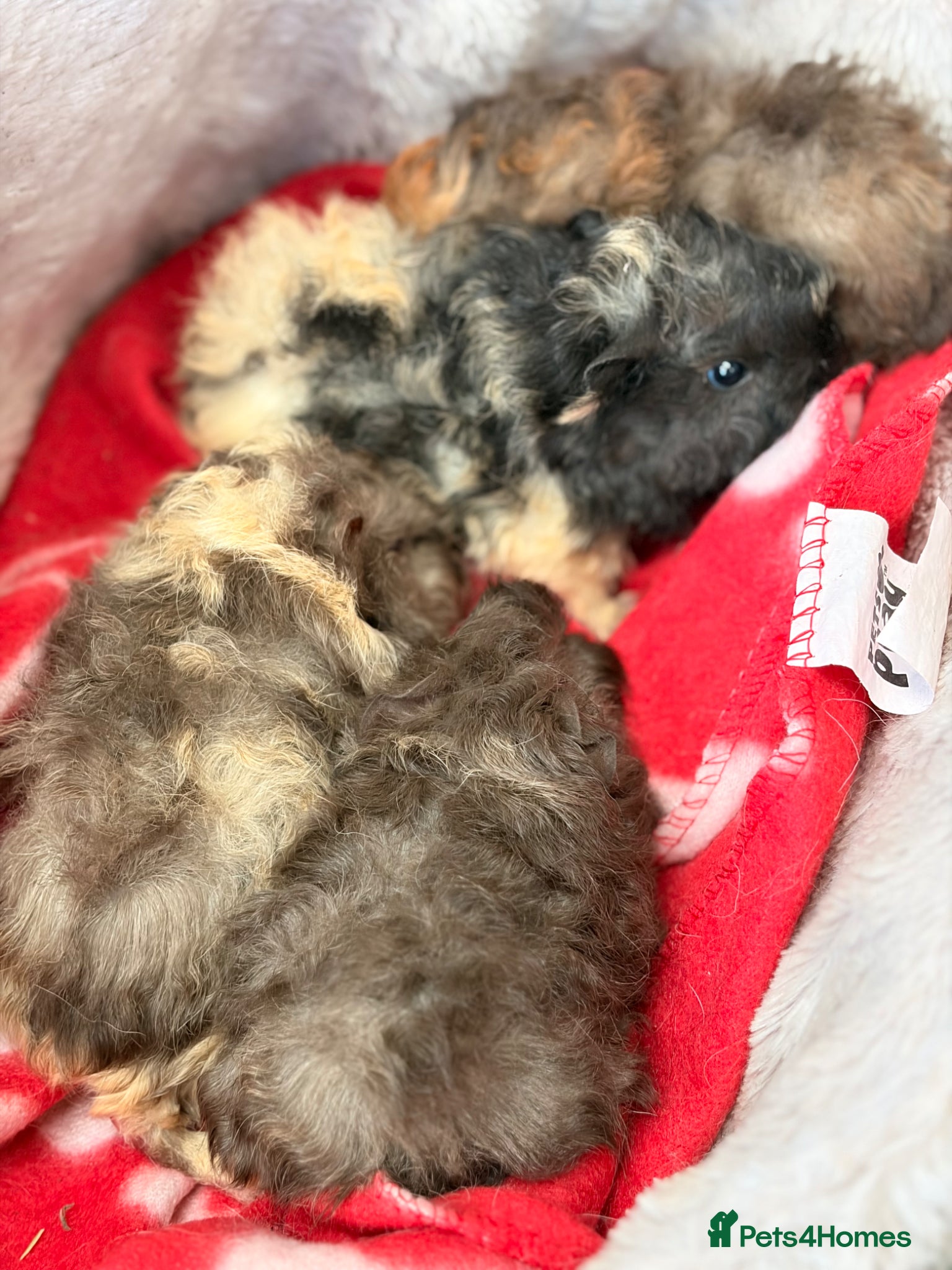 Guinea Pig rodents for sale: BEAUTIFUL BABY BOY GUINEA PIGS - Advert 18