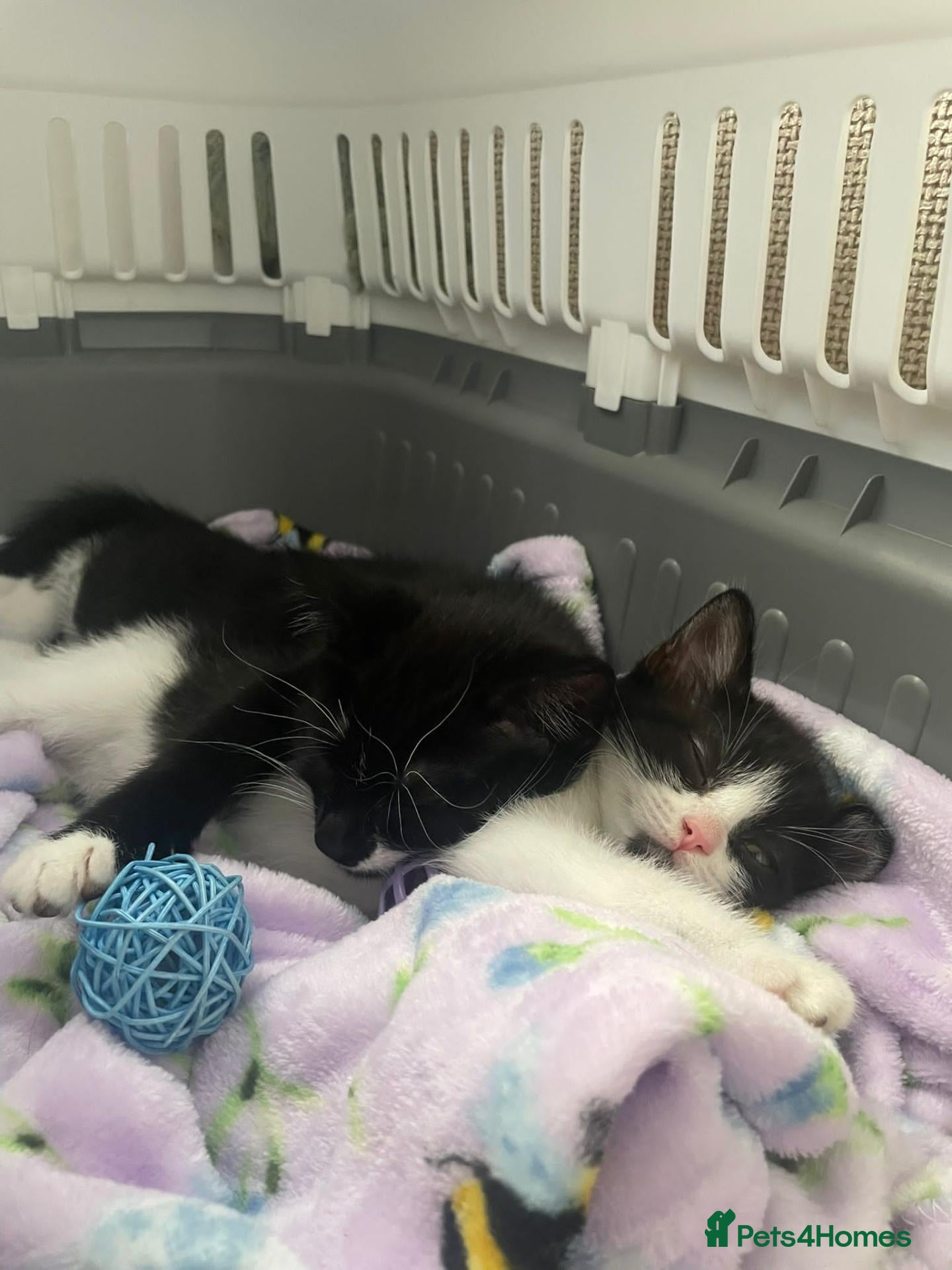Mixed Breed cats for sale: Sable and orbie kittens - Advert 19