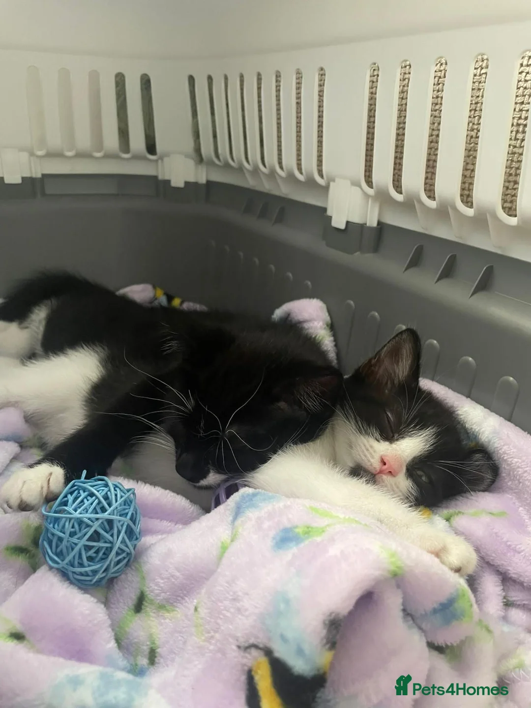 Mixed Breed cats for sale: Sable and orbie kittens - Advert 1