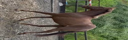 Irish Sports horses for sale: WPB Quality 4yr Old - Advert 3