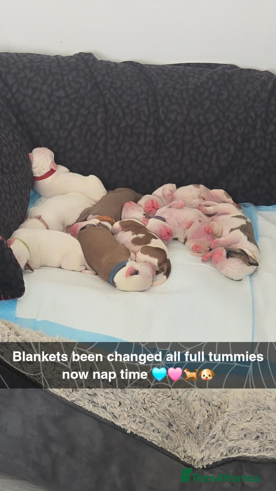 Mixed Breed dogs for sale: Mam an old tyme bulldog dad full American bulldog  - Advert 2