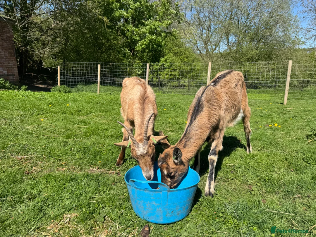 Goats livestock for sale: Pedigree Registered English Goats   - Advert 2