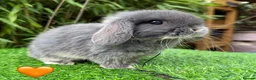 Mini Lop rabbits for sale: Beautiful Mixed Baby Minilops  - Advert 4