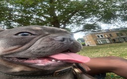 French Bulldog dogs for sale: Misty - Image 5