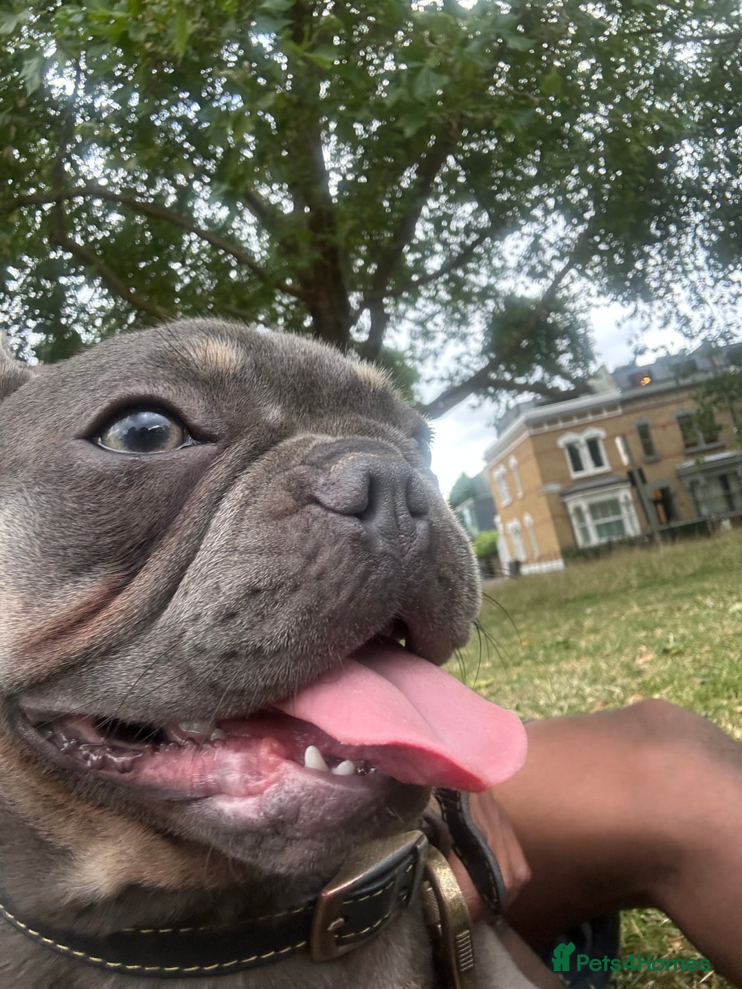 French Bulldog dogs for sale: Misty - Image 5