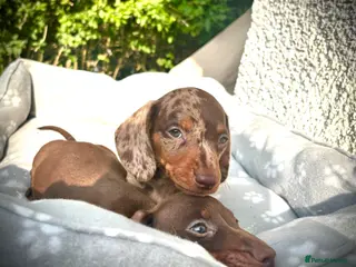Miniature Dachshund dogs 🐶😍Miniature dachshund Puppies😍🐶 - Advert 5