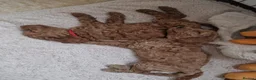 Cockapoo dogs for sale: Stunning F1B cockerpoo in London - Advert 2