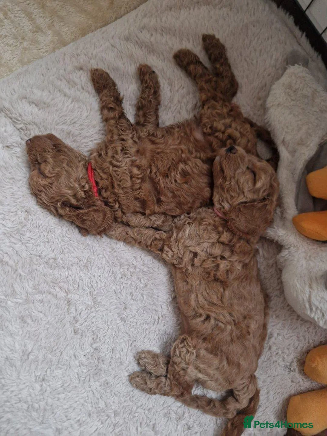 Cockapoo dogs for sale: Stunning F1B cockerpoo in London - Advert 2