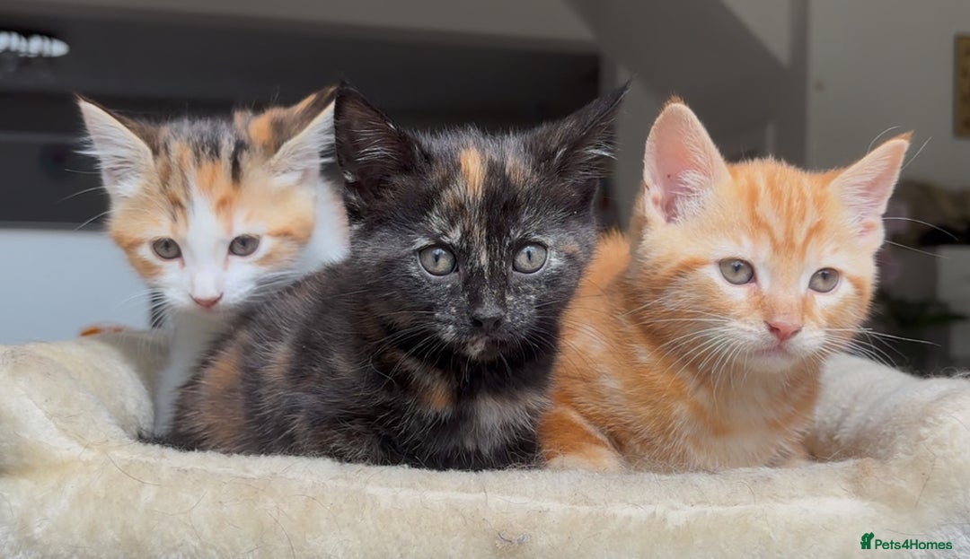 Mixed Breed cats for sale: 1/4 Maincoon dog friendly kittens - Image 4