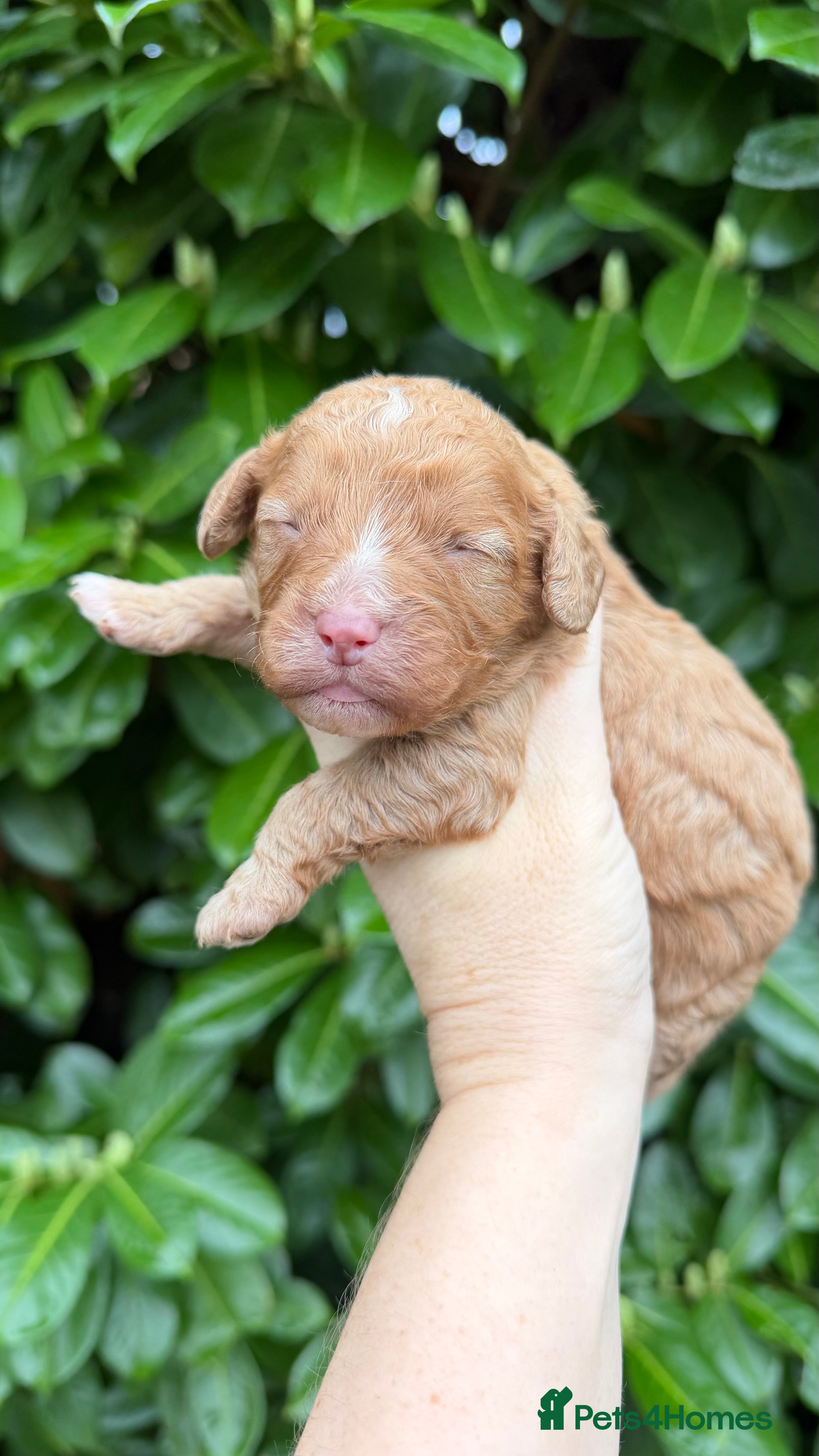 Cavapoo dogs Amazing quality Cavapoos  - Advert 6