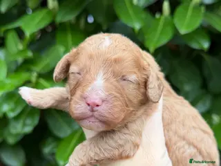 Cavapoo dogs Amazing quality Cavapoos - Advert 6