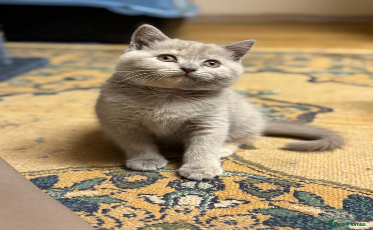 British Shorthair cats for sale - Advert 1