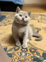 British Shorthair cats 🌟 Ready now!🌟Incredible GCCF lilac tortie kitten - Advert 2