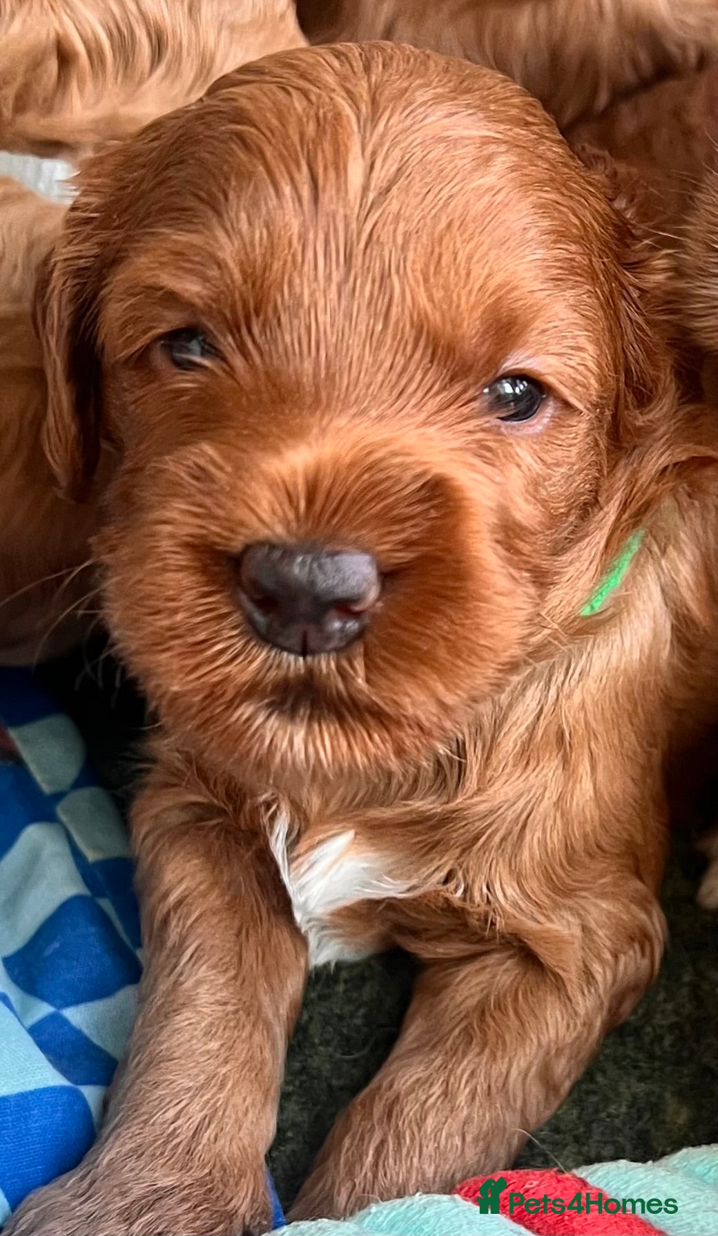 Australian Labradoodle dogs Tiny Tails,Big♥️Australian labradoodle - Advert 3