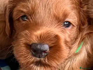 Australian Labradoodle dogs Tiny Tails,Big♥️Australian labradoodle - Advert 3