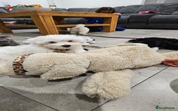 Maltese dogs for sale: maltese puppy for a new family - Image 3
