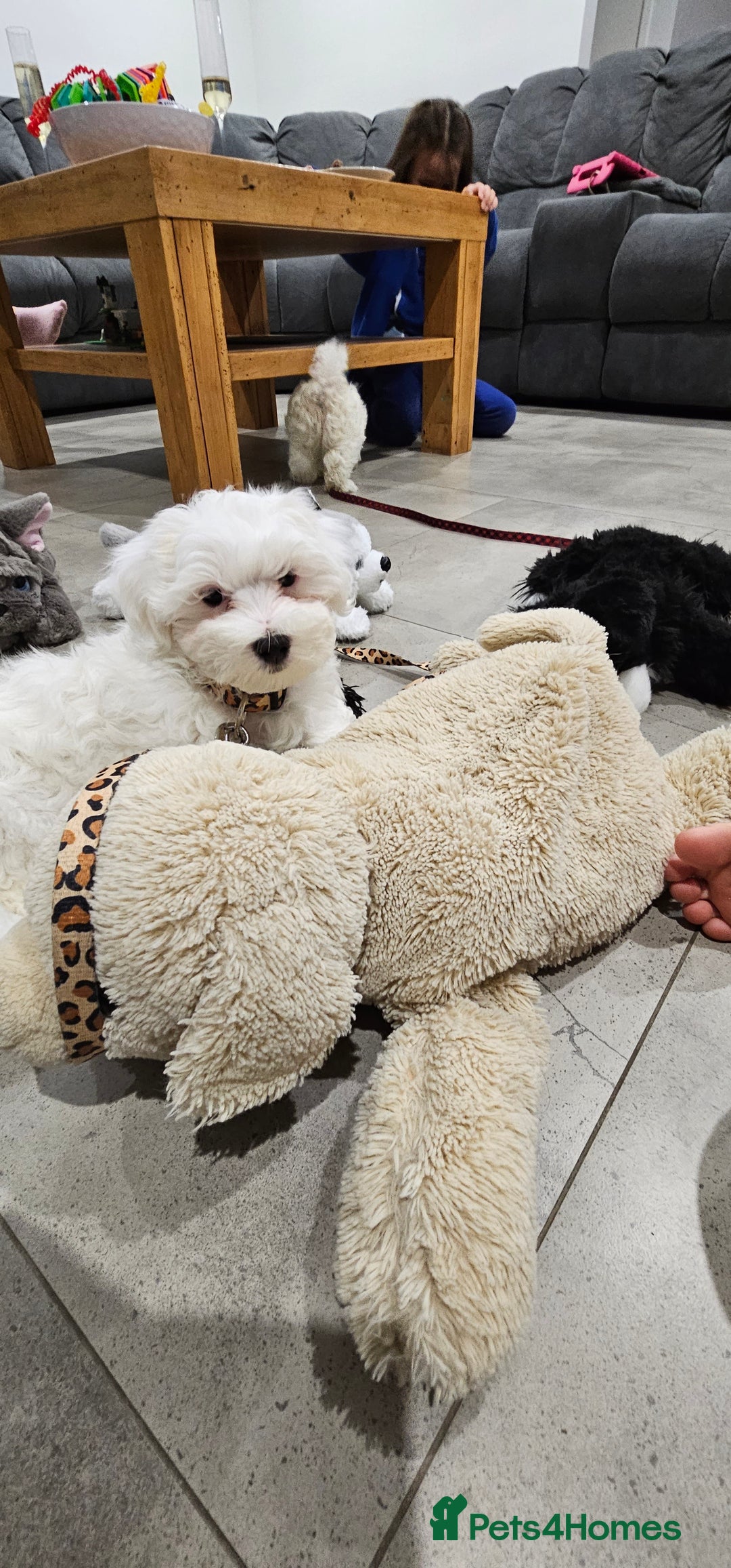 Maltese dogs for sale: maltese puppy for a new family - Image 3