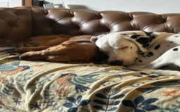 Mixed Breed dogs for adoption: Makis , a loving Cypriot boy  - Image 5