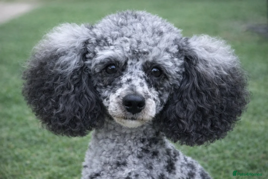 Toy Poodle dogs for stud: 5* health checked merle toy poodle licensed DNA  - Advert 3