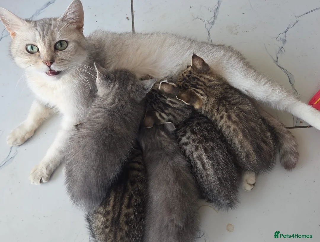 Domestic Shorthair cats for sale: Beautiful 3 Month Old Brown Tabby Kittens - Advert 7