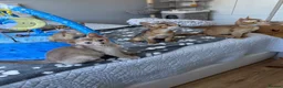 Abyssinian cats for sale: Abyssinian kittens  - Advert 5