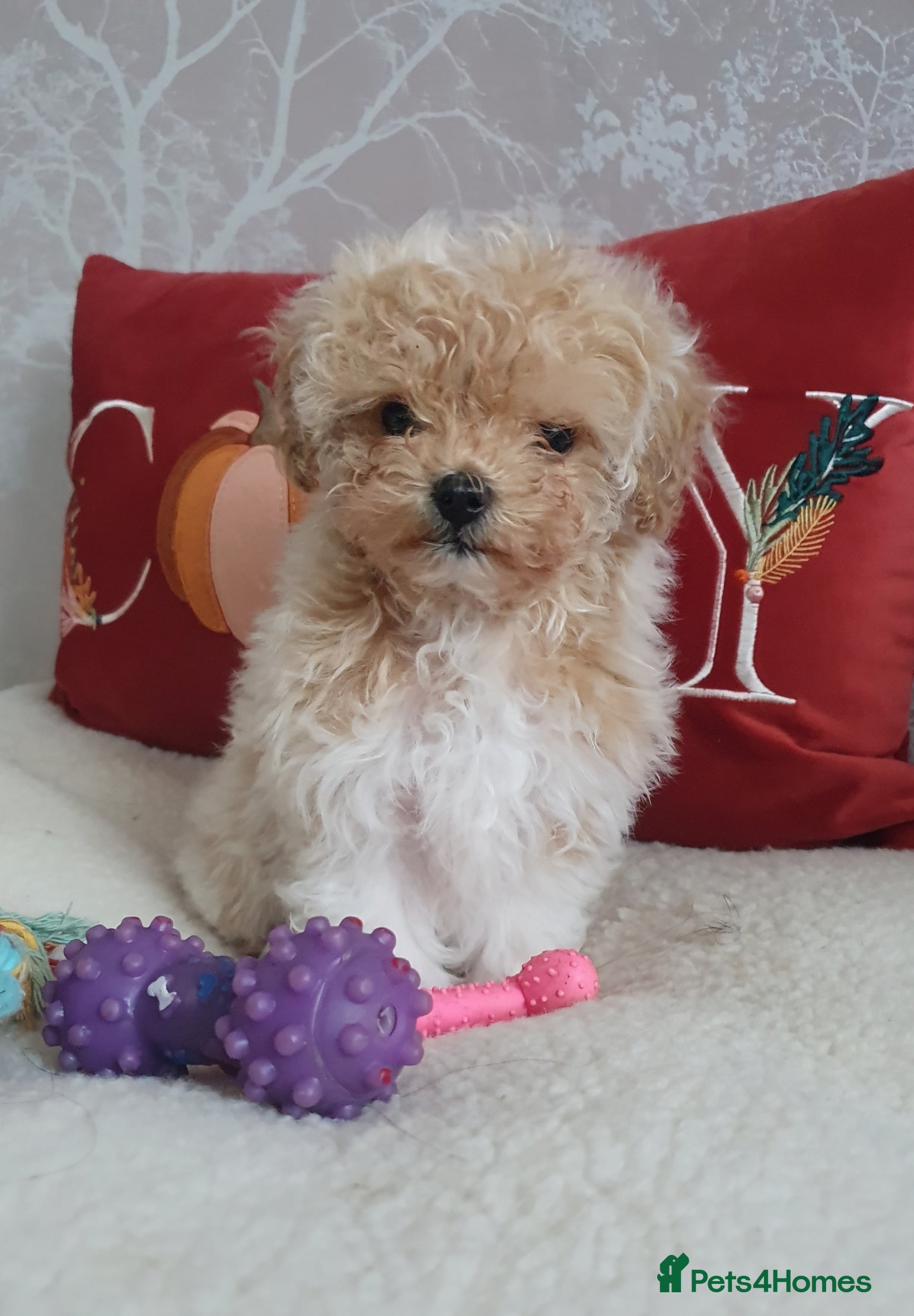 Maltipoo dogs 🌟💛🌟Amazing Biscuit Princess 🌟💛🌟  - Advert 3