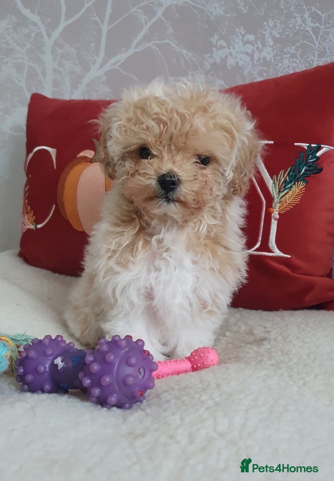Maltipoo dogs for sale: 🌟💛🌟Precious Biscuit Princess 🌟💛🌟  - Advert 1