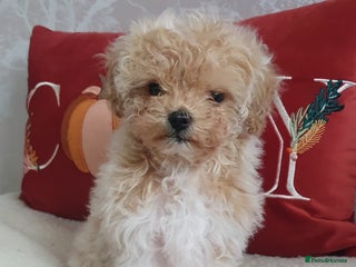 Maltipoo dogs 🌟💛🌟Precious Biscuit Princess 🌟💛🌟 - Advert 1