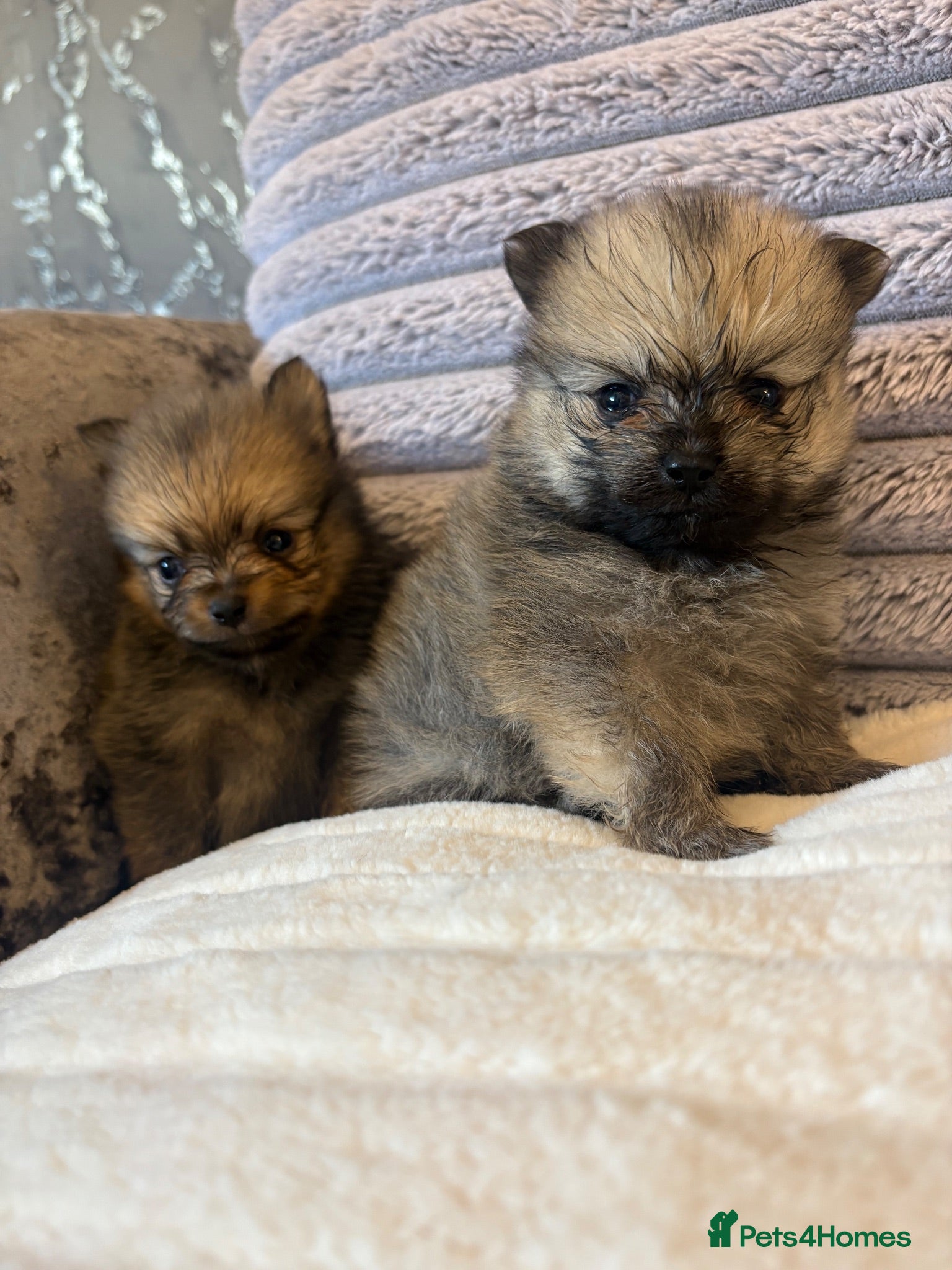 Pomeranian dogs 3 beautiful Pomeranian pups   - Advert 1