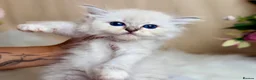 Ragdoll cats for sale: Outstanding Ragdoll Kittens✨Exceptional Quality - Advert 22
