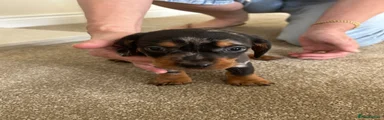 Dachshund 4