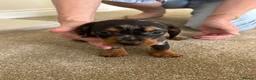 Dachshund dogs for sale: Miniature Dachshunds dapple Puppy’s  - Advert 12