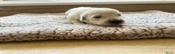 Golden Retriever dogs for sale: Health tested and KC-stunning golden retrievers  - Advert 35