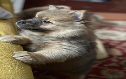 German Spitz dogs for sale: German spitz - Image 13