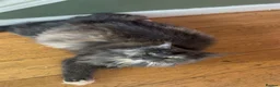 Maine Coon cats for sale: Pure pedigree Maine coon kittens - Advert 3