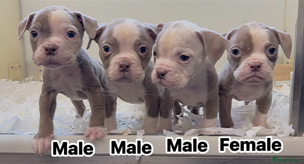 Olde English Bulldogge dogs 5⭐️COUNCIL APPROVED,LICENSED, 23 YEARS EXPERIENCE. - Advert 2