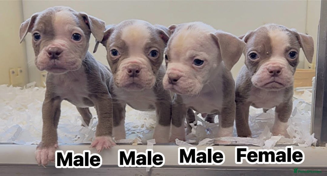 Olde English Bulldogge dogs for sale: 5⭐️COUNCIL APPROVED,LICENSED, 23 YEARS EXPERIENCE. - Advert 1