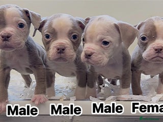 Olde English Bulldogge dogs 5⭐️COUNCIL APPROVED,LICENSED, 23 YEARS EXPERIENCE. - Advert 4