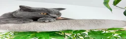 British Shorthair cats for sale: British short hair boy- GCCF registered - Advert 6