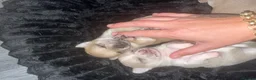 Chihuahua dogs for sale: 🌸🩵pedigree  chihuahuas 🩵🌸 - Advert 4